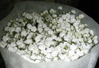 “一片星辰，一場花事” 鮮切花市場中的“雜草與鮮花”新觀察