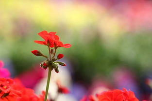 2012花卉展覽中的蔬菜風景 當蔬果與鮮花共舞的自然畫卷
